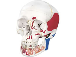 ���{�X���[�r�[�E�T�C�G���e�B�t�B�b�N ���W�E���{�J���^ 3�������f�� �l�̖͌^ 11-2030-01 A22 1 20X13.5X15.5CM