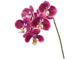   At@m _[NI[Lbh #112 DKOC