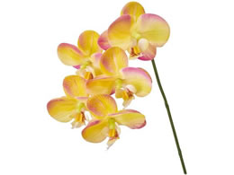   VF[t@m x_[CG[ #104 LV YL