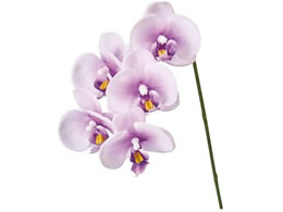   VF[t@m zCgp[v #117 WH PU