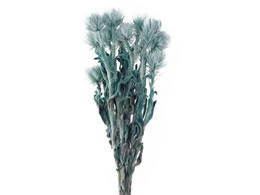  hCt[ Vo[f[W[~j yp[~g 20g