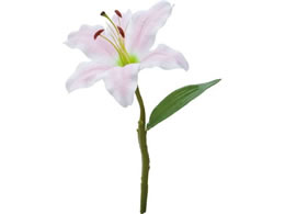 YDM ���� �J�T�u�����J �s���N