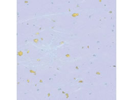 wCR[ a _U  50 002107606