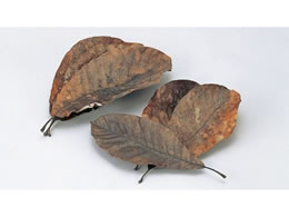 ���}�R�[ �V�R�p�t 100���� 290�`360mm(24394) 7493200