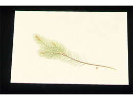 �A�[�e�b�N �ڎO ���΂܂��� �N���[�� 100�� WSS-2 ��