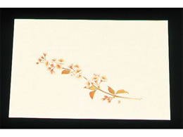 �A�[�e�b�N �ڎO ���΂܂��� �N���[�� 100�� WSS-4 ��