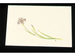 �A�[�e�b�N �ڎO ���΂܂��� �N���[�� 100�� WSS-5 �����