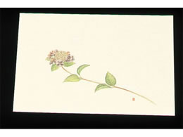 �A�[�e�b�N �ڎO ���΂܂��� �N���[�� 100�� WSS-6 ��������