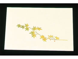 �A�[�e�b�N �ڎO ���΂܂��� �N���[�� 100�� WSS-9 �O���[�����݂�