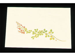 �A�[�e�b�N �ڎO ���΂܂��� �N���[�� 100�� WSS-11 ��