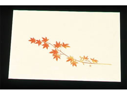 �A�[�e�b�N �ڎO ���΂܂��� �N���[�� 100�� WSS-12 ���݂�