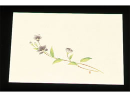 �A�[�e�b�N �ڎO ���΂܂��� �N���[�� 100�� WSS-13 �����傤