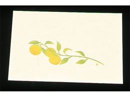 �A�[�e�b�N �ڎO ���΂܂��� �N���[�� 100�� WSS-15 �䂸