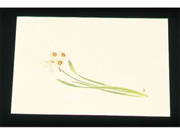 �A�[�e�b�N �ڎO ���΂܂��� �N���[�� 100�� WSS-17 ����