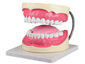 Erler-Zimmer ���厕�����w���͌^ 160�~220�~140mm 7-742-01