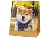 新日本カレンダー 卓上カレンダー 柴犬まるとおさんぽ NK-8529