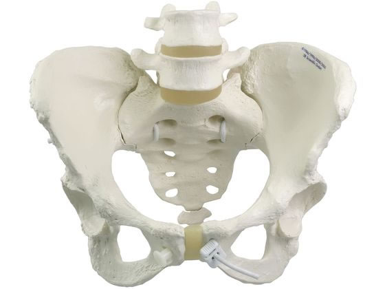 ���{�X���[�r�[�E�T�C�G���e�B�t�B�b�N �������Ճ��f��(���^)�l�̖͌^ 25-3004-00 A61 1