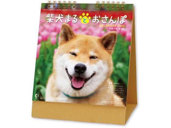 新日本カレンダー 卓上 柴犬まるとおさんぽ 2025年 NK8529