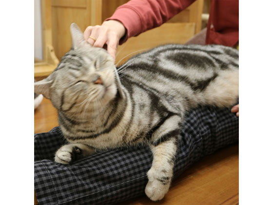 ドギーマンハヤシ なで猫 にゃん しゃもじが426円 ココデカウ