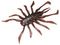 WbJ RV-BUG 1.5 #R[VgXt[N